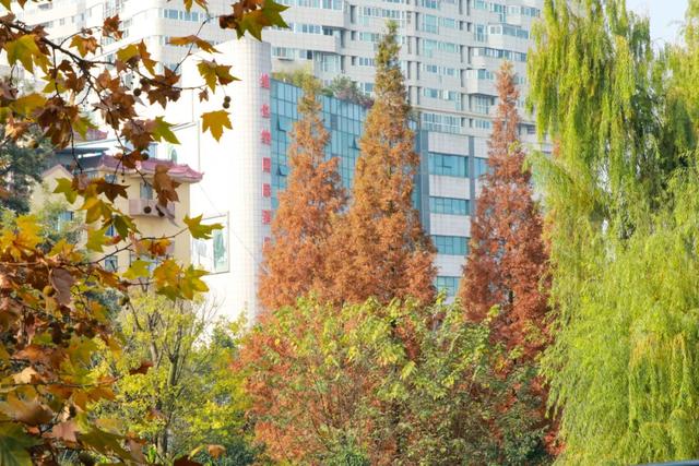 一袭焦糖色冬装！郫都老城梧桐，解锁街头温暖诗意