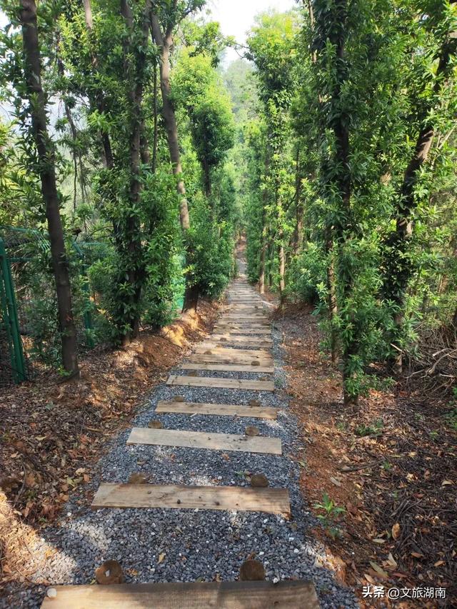 全部免费！解锁长沙10条山林徒步路线
