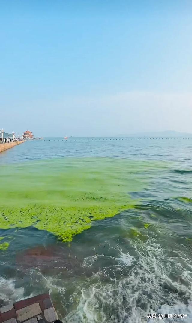 青岛大海，开始飘了浒苔