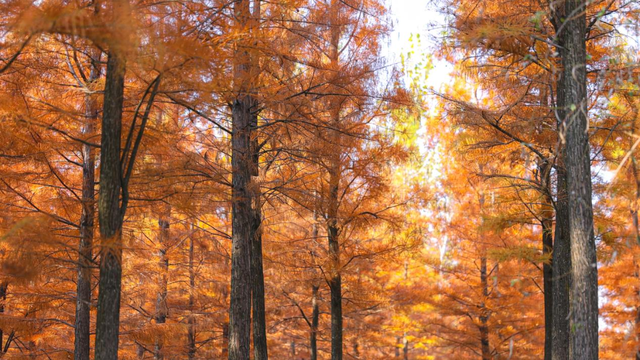 含“金”量还在上升！速冲→