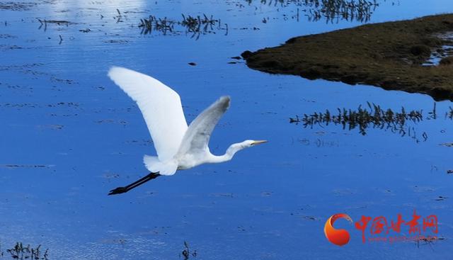 陇拍客丨玛曲：冬日湿地白鹭翩跹生态美
