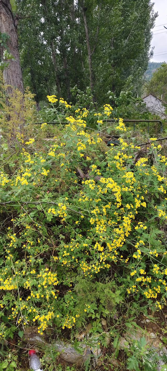 探访博山源泉郑家庄月亮门象鼻子山