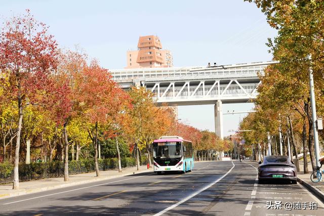 上海：闵行“小外滩”的乌桕“换妆”秋意浓错过成“遗憾”