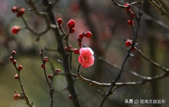 冬日“梅”景，真美！