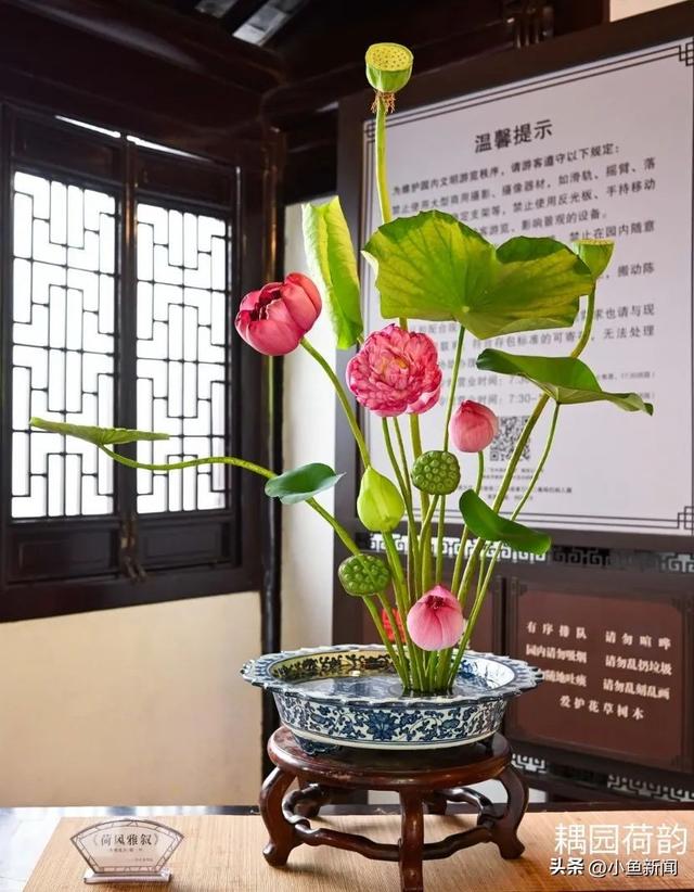 谁说夏天没花看？苏州园林偷偷美翻了！