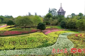樱花、桃花、金鱼草……友仔友女们，快来南宁踏青赏花！图片