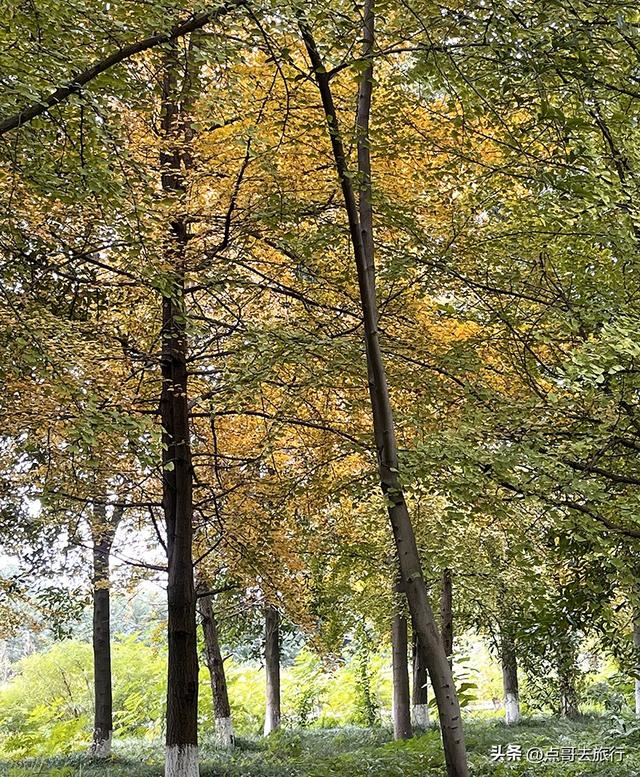 成都市区最大银杏林，金黄如海超壮观，不要门票，地铁公交直达！