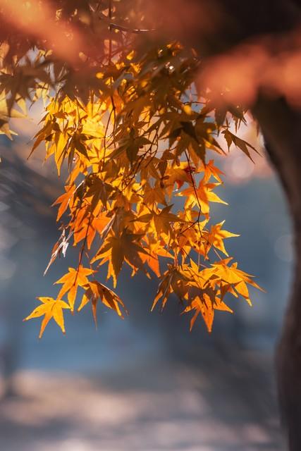 落叶是最小的秋：藏在细碎里的秋光，才最动人