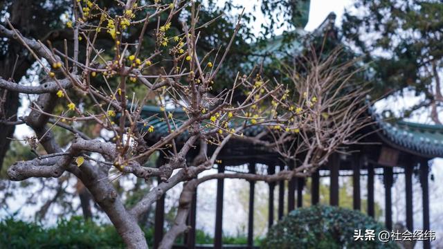 每日一景|冬日玄武湖景色
