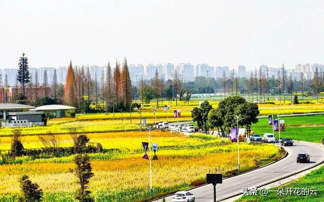 成都人看油菜花，今年换个地方“野”