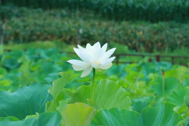 凉风徐徐到习水 | 秋风送雅韵 荷花次第开