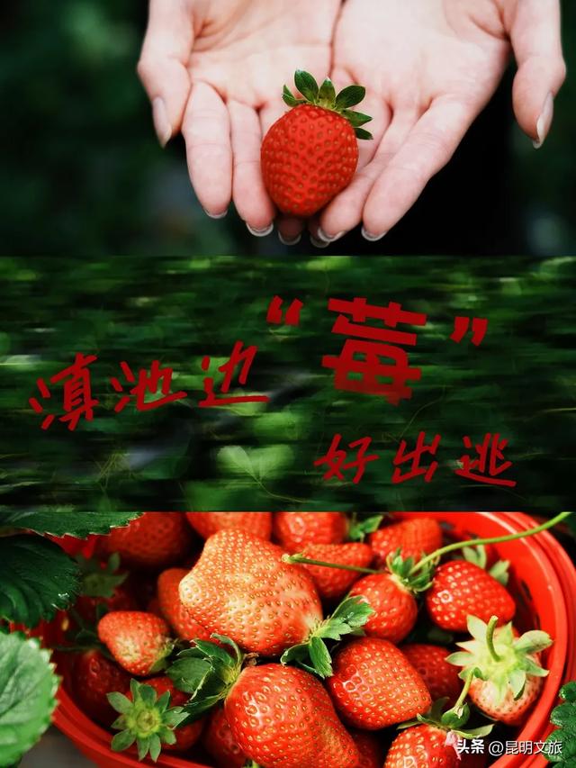 别再问昆明哪里能摘草莓了!收下这份采摘地图,直接抄作业→