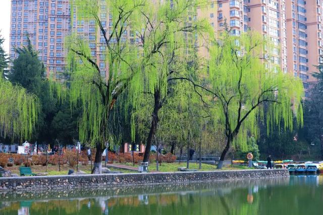 三月的人民公园一湖垂柳醉春风