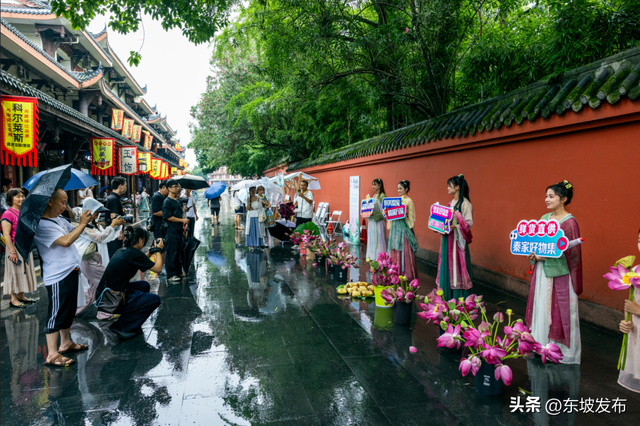东坡家的荷花开了！眉山“荷你有约”点燃夏日文旅热