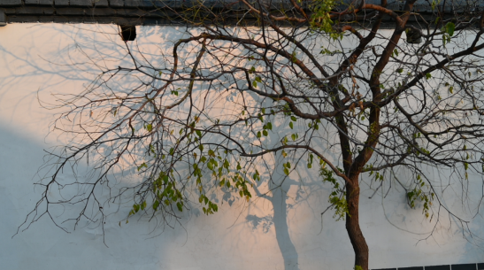 注意！“天才画家”正在肥城市高新区执笔挥毫！惊喜呈现！