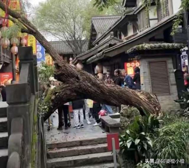 突发！武侯祠百年古柳轰然倒伏，两名游客被砸送医，现场细节曝光