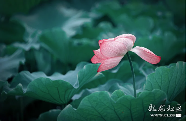 水墨丹青普者黑 荷风烟雨画中游