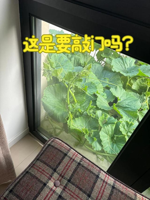 女子离家半个月，一院子南瓜“成了精”，网友：天呐，羡慕死了！