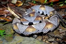 分布在江西的9种毒蛇，明明能毒死人的竹叶青，为何被认为是微毒图片