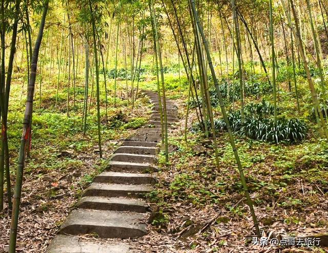 成都都江堰最冷门彩林，免费开放，山野中的惊艳，公交车可达！