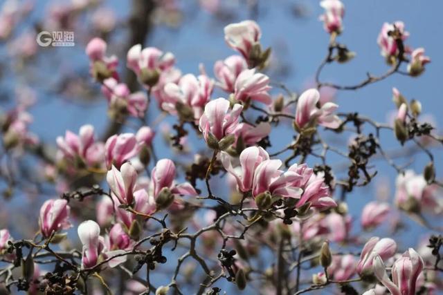 市南的2026，应该这样过...