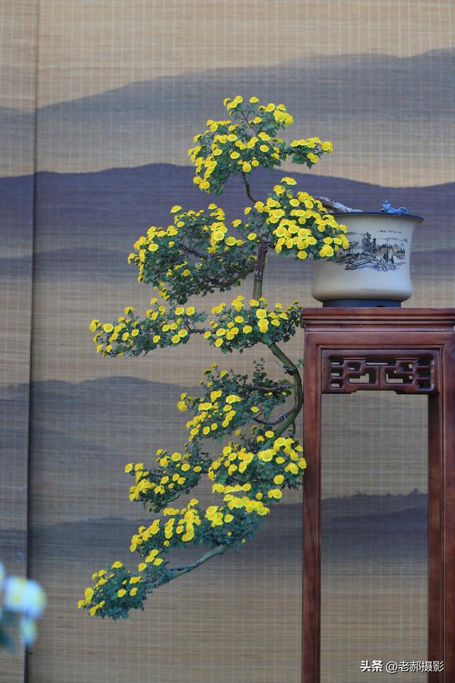 天坛秋韵，菊影斑斓，在古建与繁花间邂逅时光