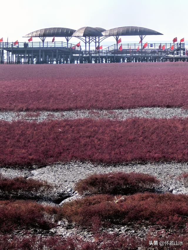 2025辽宁赏秋之旅日记(5)——从本溪前往盘锦 游览红海滩景观