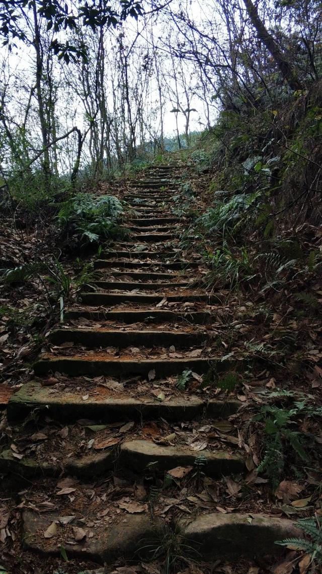 重庆荒效野岭发现大量石碑，碑身高大雕工精美，每块都有百年历史