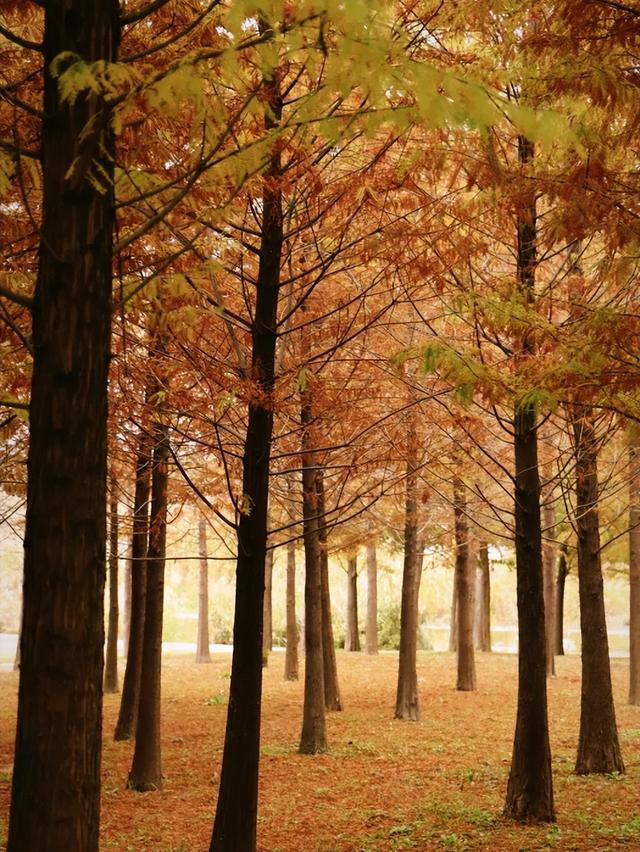 临沂「红杉」「红枫」浓度拉满，出片率100%