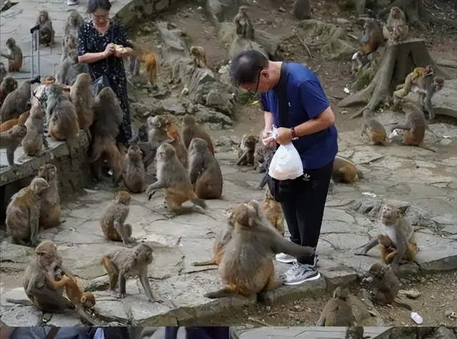 伤害1只也不行！2024年女游客徒步比赛被抓咬，十余只持续3分钟