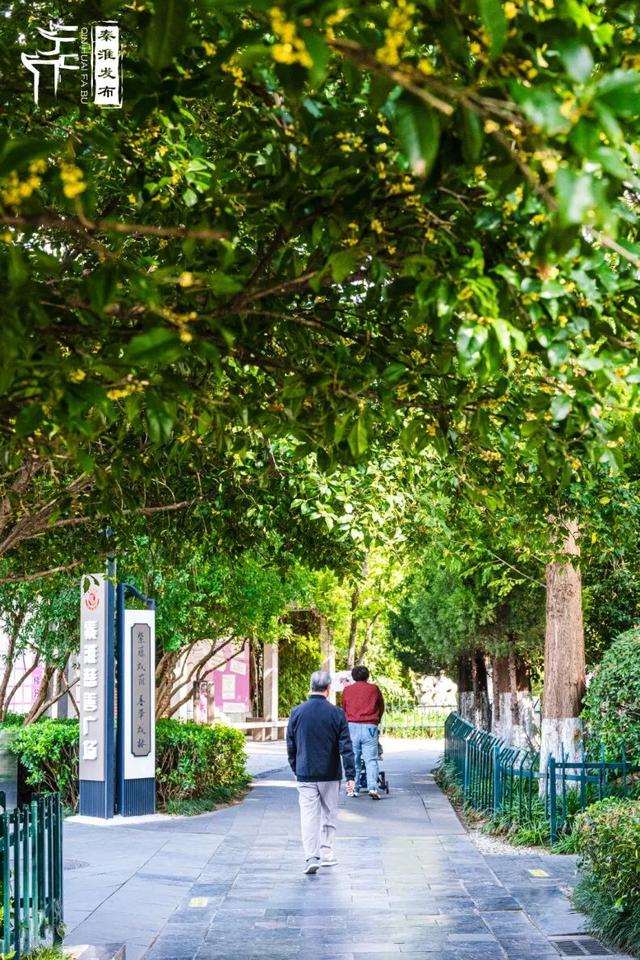 花样秦淮｜秋桂