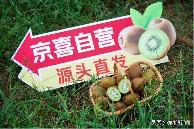 陕西猕猴桃开采：全国最大规模 京东京喜包销千万斤 同品质价格比其他平台便宜15%