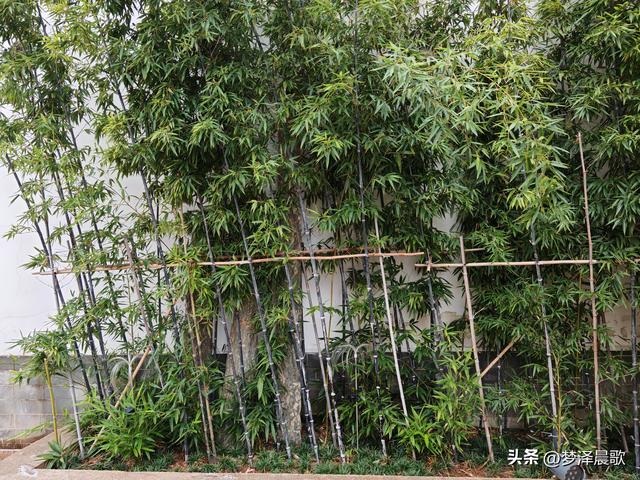 祥云湾竹木赋 ——癸卯秋日云梦纪行