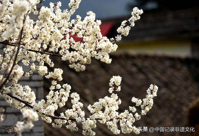 春风有信，花开有期：月照养生谷樱桃花海绘就春日浪漫图鉴
