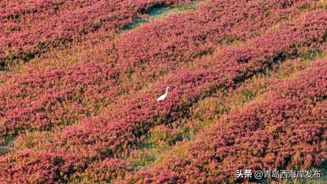 实拍大片！西海岸这片红海滩太红红红红了