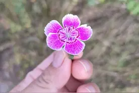 （41） 老板娘暗地里调查大姑姐，危机初现。图片