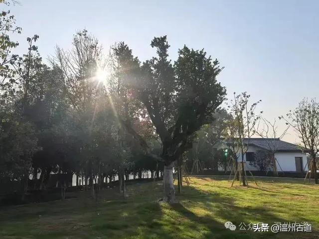 温州园博园将于2月试运营！走，上老虎山看南园北园是什么模样！