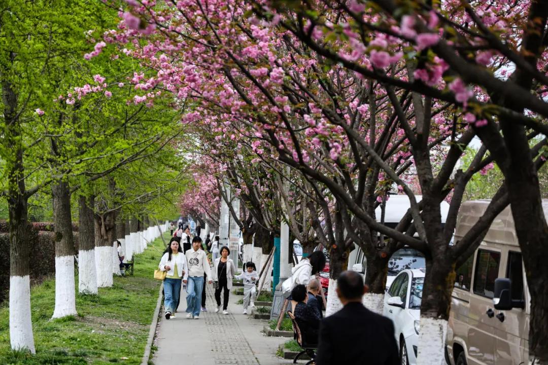 赏花、逛市集、喝咖啡!唐昌樱花季太好逛了插图2 赏花、逛市集、喝咖啡!唐昌樱花季太好逛了插图2