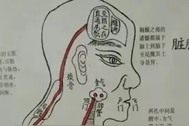 中医内脏解剖图谱，手绘版图片