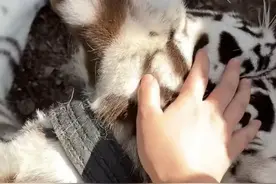 妹子摸完老虎不洗手，回家给猫闻味道，家猫：她外面的小三太猛了图片