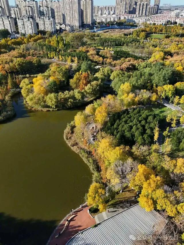 最近，龙口这两个地方美出了新高度！很多人都去打卡~~~