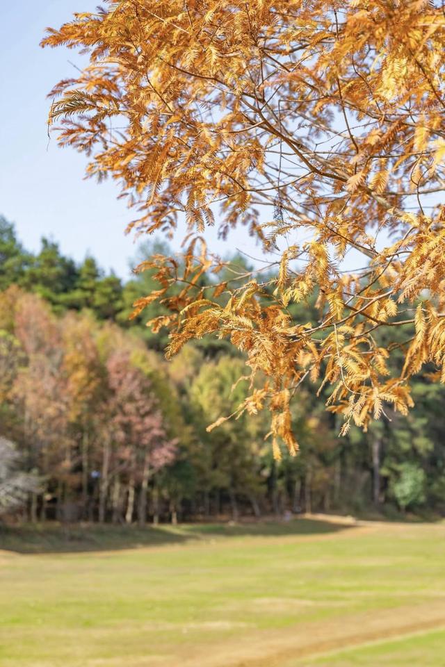 贵阳冬日最神秘的林场！绿野仙踪的尽头，竟藏着一个天空谜题。