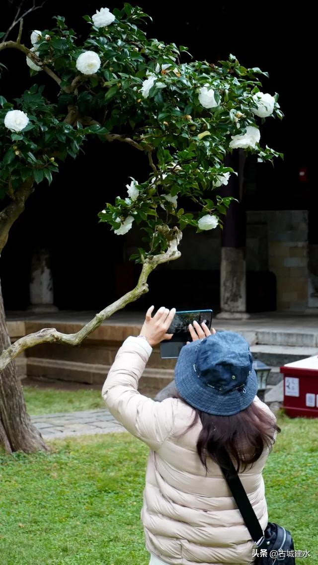 百年风骨，玉盏凝香！建水文庙三百岁白山茶迎盛花期