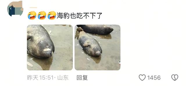 笑麻了！国庆的动物们都吃出工伤了！一看评论区动物们都EMO 了