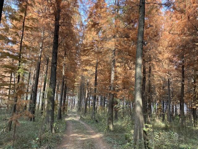 骑游来安半塔釜山水库池杉林生态园攻略