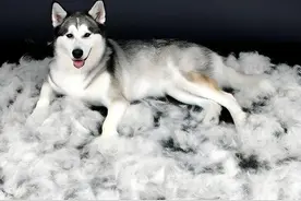 掉毛严重的10种狗，养了它们，就等于签订了终生去毛契约图片