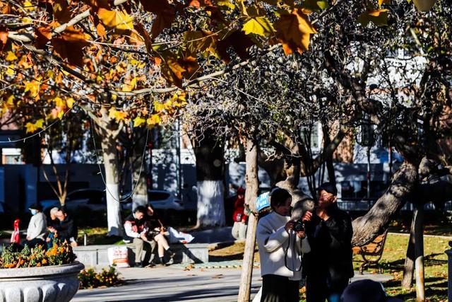 初冬的这座公园——这么静 那么美