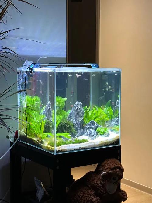 鱼缸水变浑变脏处理方法_七彩神仙鱼鱼缸水浑浊_鱼缸过滤器选择与使用