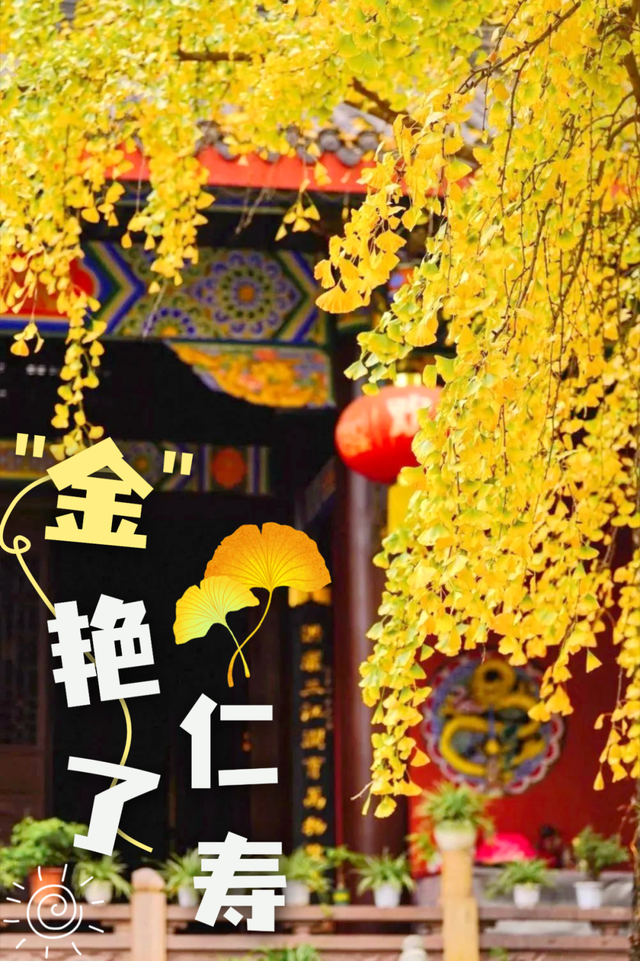 含“金”量100%！是时候来仁寿，邂逅一抹银杏黄啦~