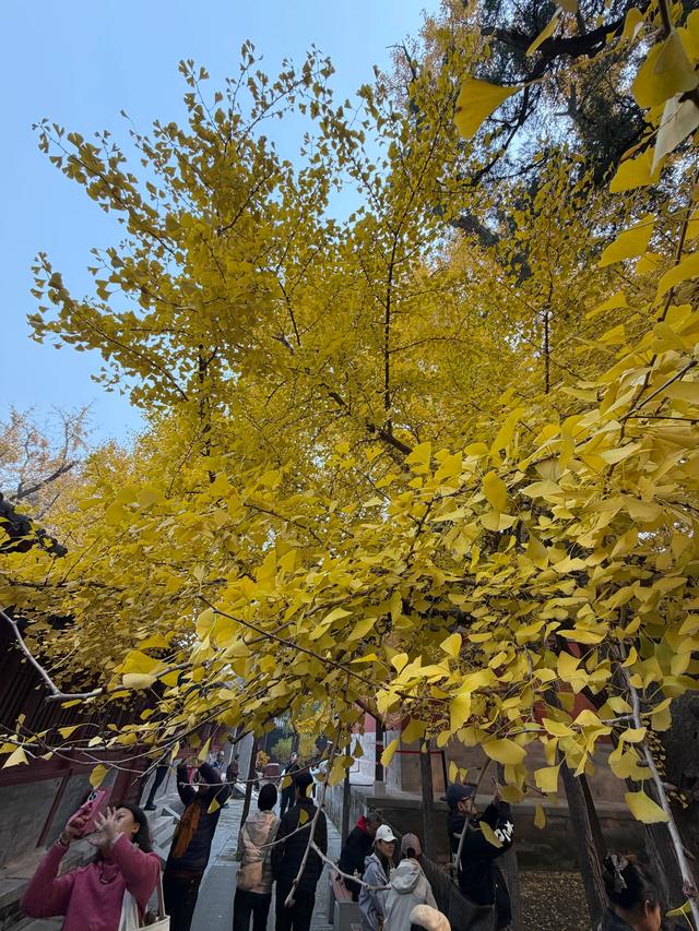 甘撒金缕苒秋寰